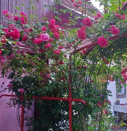 Casa Boierului Imbri Βίλα Cîrţişoara Εξωτερικό φωτογραφία