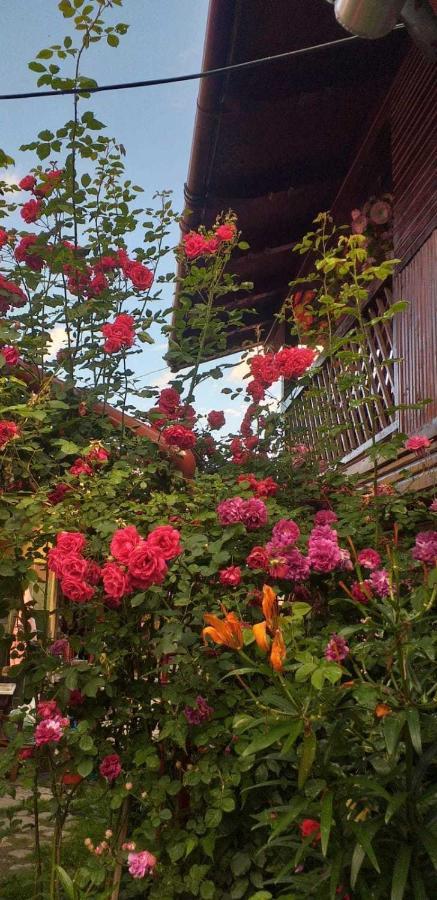 Casa Boierului Imbri Βίλα Cîrţişoara Εξωτερικό φωτογραφία